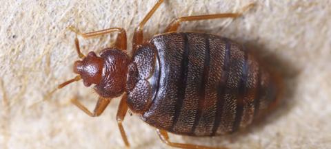 Bed Bug Closeup Picture